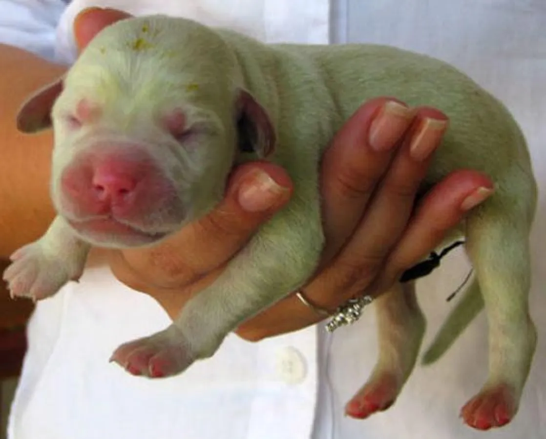 Brasilien: Grüner Hund geboren - Machu Picchu Travel