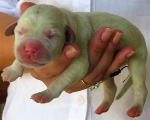 Bild: Brasilien: Grüner Hund geboren