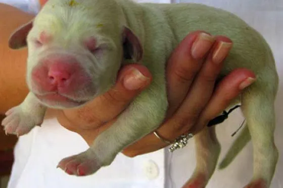Bild: Brasilien: Grüner Hund geboren
