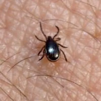 Antizeckenmittel - Bio Kokosöl von Dr. Goerg gegen Zecken Bild: Antizeckenmittel - Bio Kokosöl von Dr. Goerg gegen Zecken