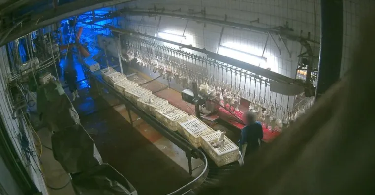 Bild: Schlachthof Buckl: Geschäftsführung soll mit jeweils 1.500 Euro davonkommen