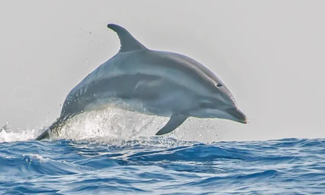 Bild: Fotoseminar 'Reise- und Urlaubsfotografie' auf La Palma mit Delfin-und Walbeobachtung