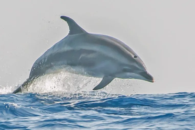 Fotoseminar 'Reise- und Urlaubsfotografie' auf La Palma mit Delfin-und Walbeobachtung Bild: Fotoseminar 'Reise- und Urlaubsfotografie' auf La Palma mit Delfin-und Walbeobachtung