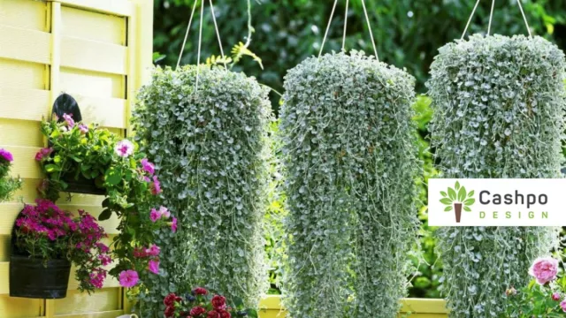 Ampelpflanzen in Töpfen im Sortiment von Cashpo Design Bild: Ampelpflanzen in Töpfen im Sortiment von Cashpo Design
