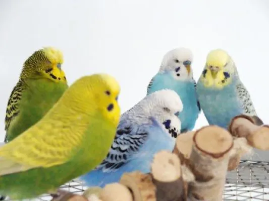 Wegfall der Psittakoseverordnung und Zuchtgenehmigung Bild: Wegfall der Psittakoseverordnung und Zuchtgenehmigung