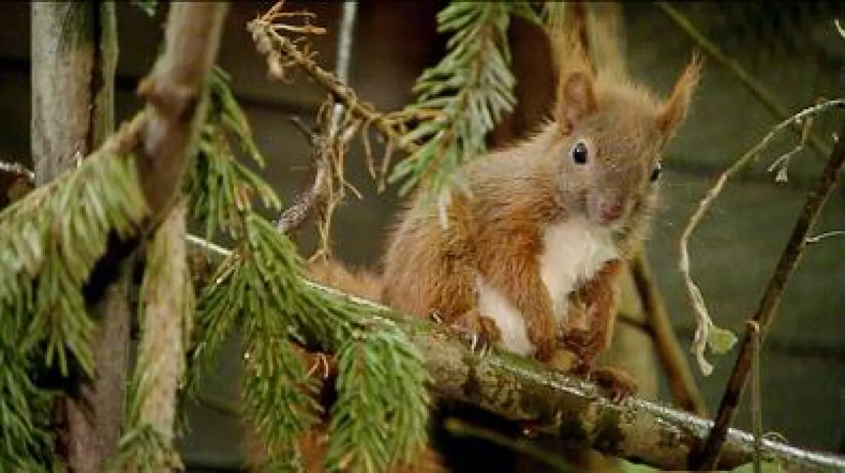 Eichhörnchen Löwenherz ist bereit für die großen Bäume außerhalb der Voliere.