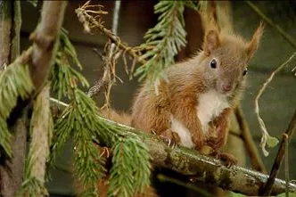 Bild: Ein Herz für Eichhörnchen