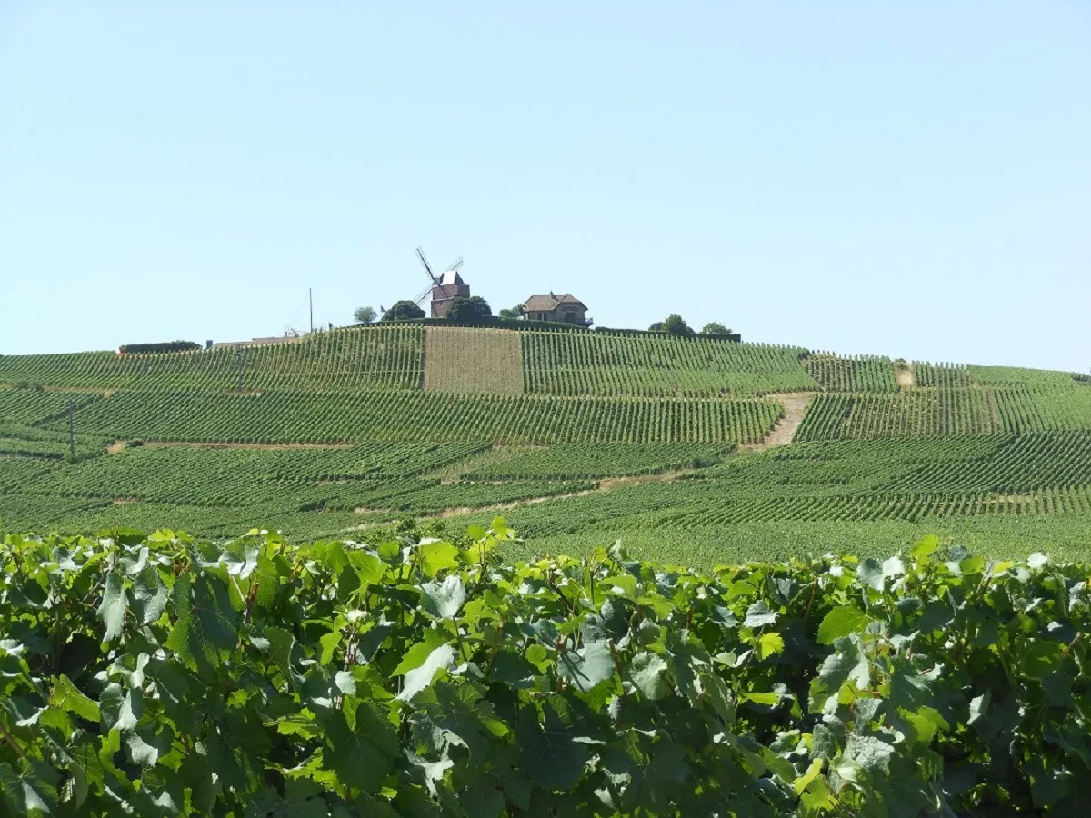 Gerards-Selection im Marnetal/Champagne (© (c) Gerards-Selection)