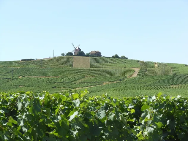 Bild: Champagner - das ultimative Maximum der Trinkkultur