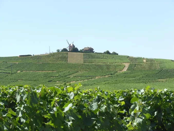 Bild: Champagner - das ultimative Maximum der Trinkkultur