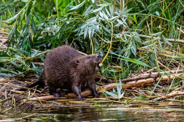 Biber schaffen Lebensräume für Fledermäuse Bild: Biber schaffen Lebensräume für Fledermäuse