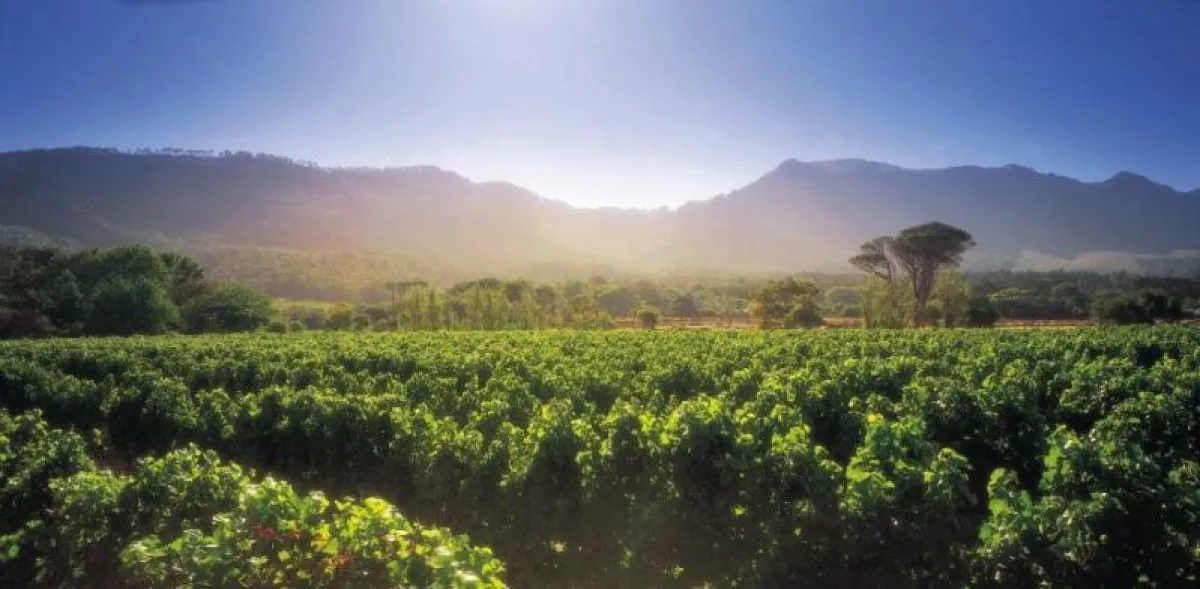 Steenberg Vineyards / Steenberg