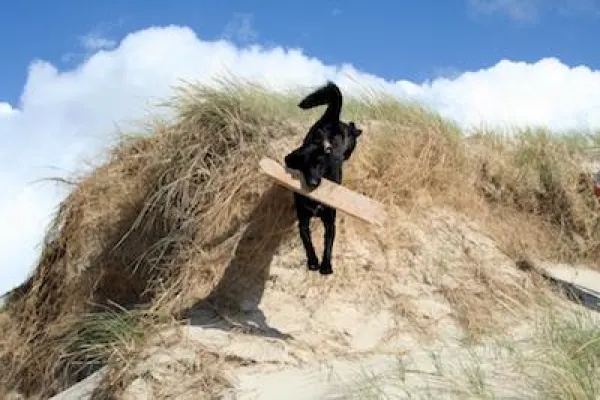 Bild: dk-ferien begrüßt Änderung des Hundegesetzes in Dänemark