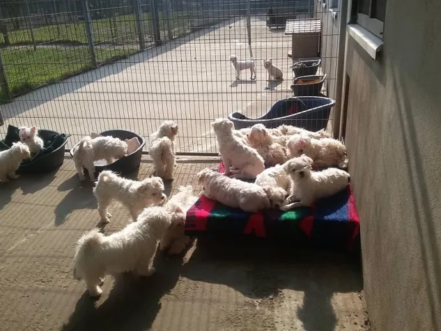 Bild: Welle der Hilfsbereitschaft für beschlagnahmte Hunde