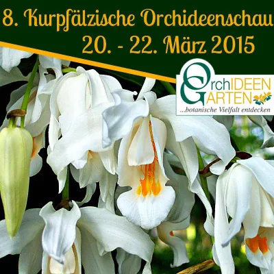 Bild: 8. Kurpfälzische Orchideenschau in Mannheim präsentiert die Schneekönigin aus dem Orchideengarten