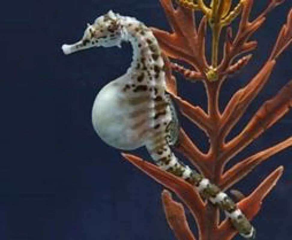 (c) Monterey Bay Aquarium