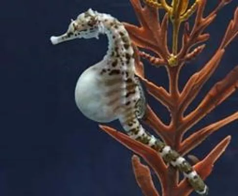 Bild: Das Aquarium von Monterey zeigt Seepferdchen