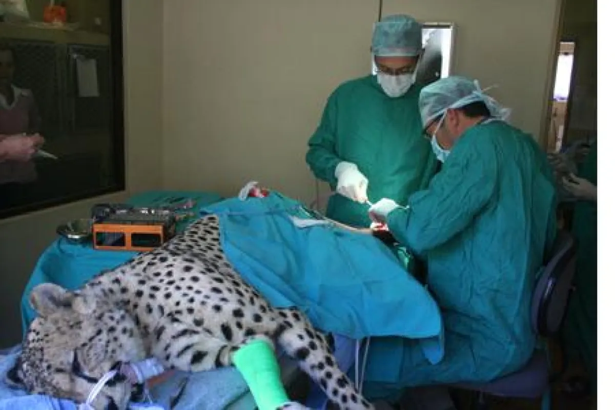 Ungewoehnliche Operation