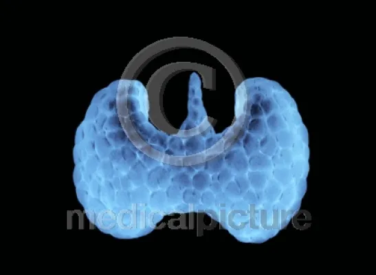 Bild: Der Schmetterling im Hals - die Schilddruese im medicalpicture Bildarchiv