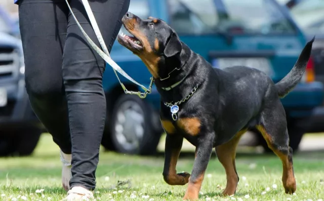 Bild: Sonee Dosoruth: Wie die eigene Persönlichkeit den Erfolg im Problemhundetraining beeinflusst