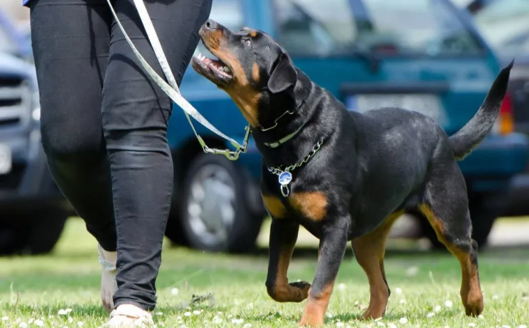 Bild: Sonee Dosoruth: Wie die eigene Persönlichkeit den Erfolg im Problemhundetraining beeinflusst