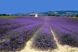 Bild: Südfrankreich im lila Farbenrausch - Die Lavendelblüte in der Provence ist ein Fest für die Sinne