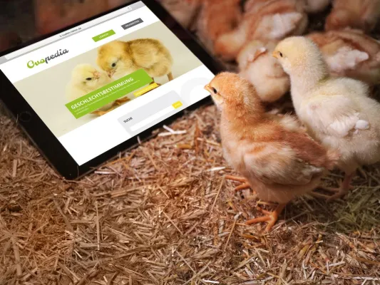 Auf der neuen „Ovopedia“ finden Küken ihr virtuelles Nest Bild: Auf der neuen „Ovopedia“ finden Küken ihr virtuelles Nest