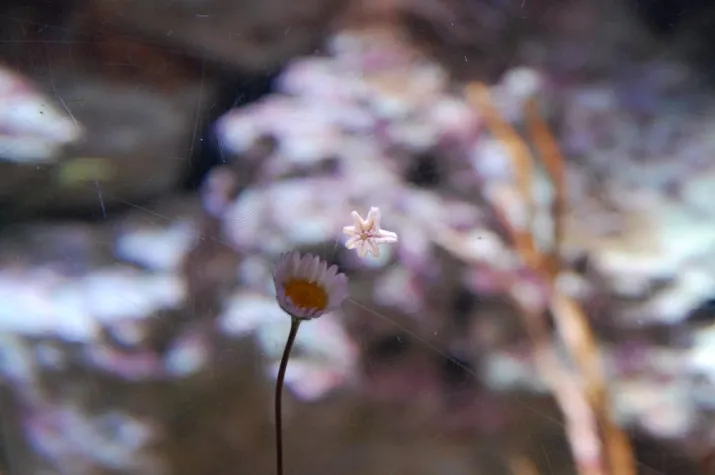 Bild: Bunte Farbenbracht auch unter Wasser