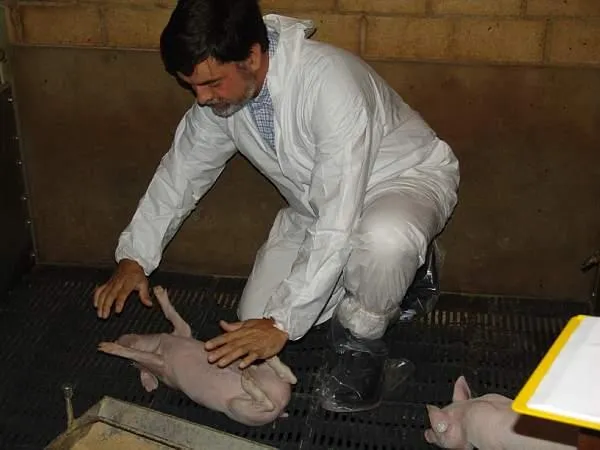 Bild: Der Schweineflüsterer und die AVA