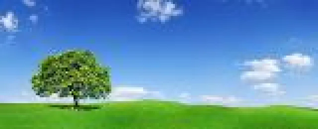 Bild: MondiLingua Sprachreisen lässt junge Bäume pflanzen