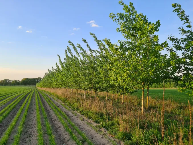 Bild: 22.000 Bäume für den Klimaschutz: Wie Landwirte mit Agroforst Erträge sichern und CO₂ binden