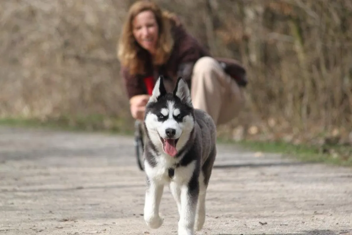 Der Hund braucht seinen Auslauf. Im Notfall hilft www.hundebetreuer-in.de aus Berlin Tegel