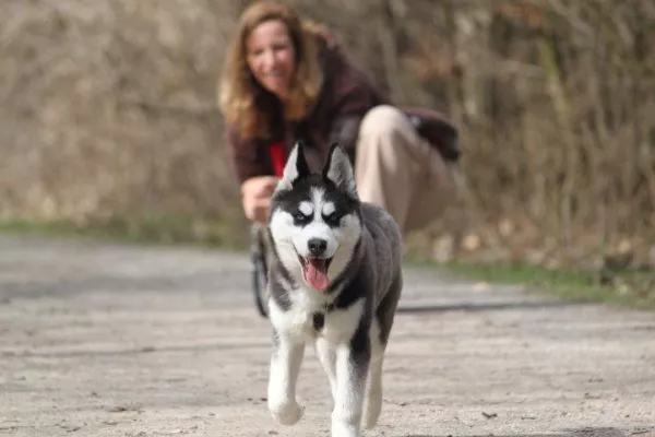 Bild: Hundebetreuung mehr als Gassiservice