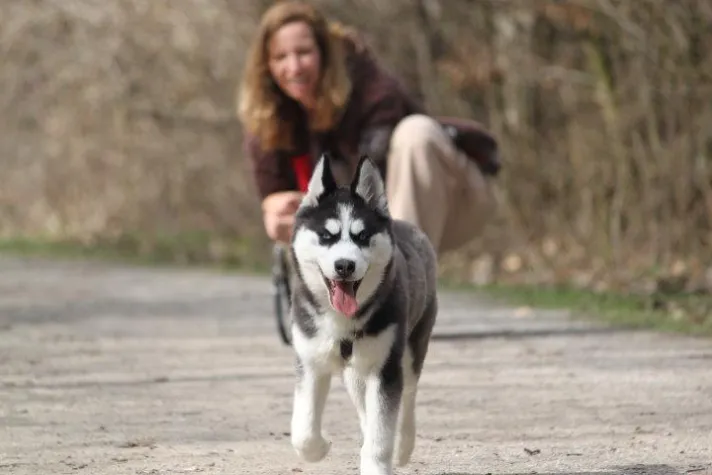 Bild: Hundebetreuung mehr als Gassiservice