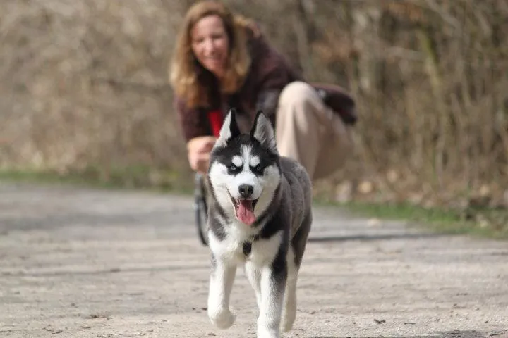 Hundebetreuung mehr als Gassiservice Bild: Hundebetreuung mehr als Gassiservice