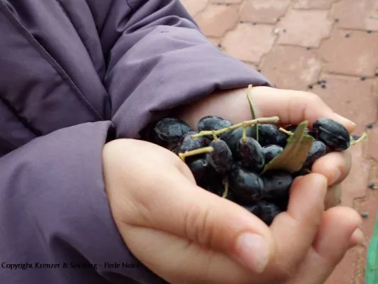 Nicht jedes Olivenöl schützt das Herz Bild: Nicht jedes Olivenöl schützt das Herz