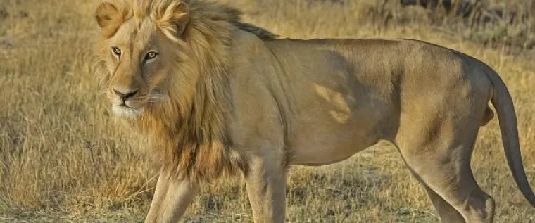 Trophäenjagd Bild: Trophäenjagd