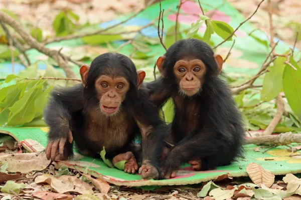 Bild: Einzigartig und berührend: Blinder Schimpanse zeigt verwaisten Zwillingen den Weg ins Leben