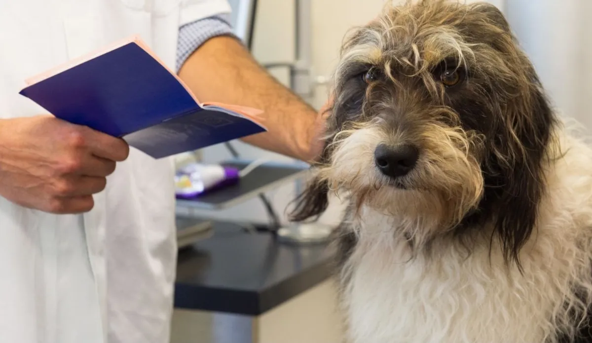 Beim Tierarzt - nicht in Hundeschulen (© Canva)