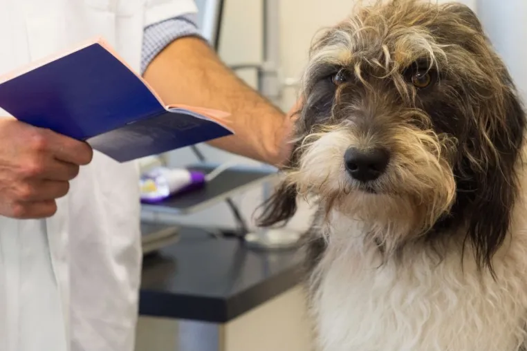 HundetrainerInnen sind keine Tierärzte Bild: HundetrainerInnen sind keine Tierärzte