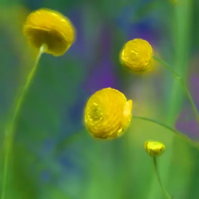 Bild: Neues Fotoseminar der Fotoschule des Sehens - Pflanzenfotografie "Kreatives Spiel mit Licht, Farbe und Form"