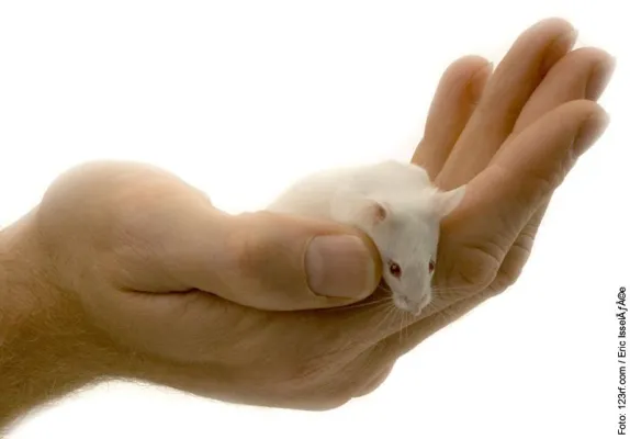 Bild: Millionen Tiere können vor Tierversuchen gerettet werden