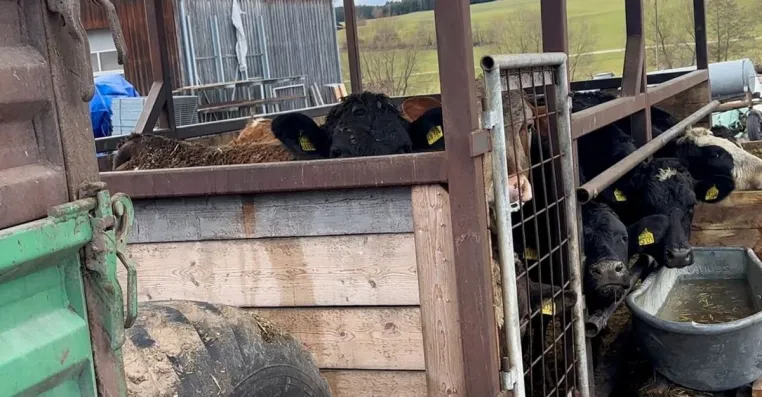Bild: Rinder offenbar in Anhänger gehalten: ANINOVA zeigt Betrieb im Landkreis Augsburg an