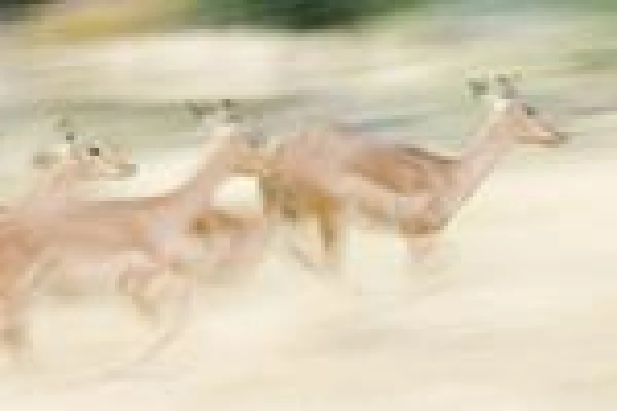 Aufbaukurs Tierfotografie - FOTOCAMPUS
