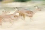 Bild: Fotokurs - Tierfotografie für Fortgeschrittene