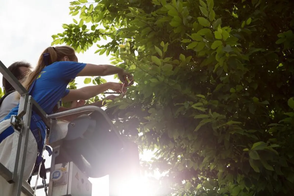 Mit der Baumkrone auf Du und Du: Biologie-Studentin Rosa Albrecht bei der Arbeit. ((Foto: Bayerische Landesanstalt für Weinbau und Gartenbau))