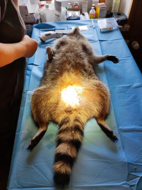 Kastration bei einem Waschbären (© Hauptsache Waschbär, Dr. Mathilde Laininger)