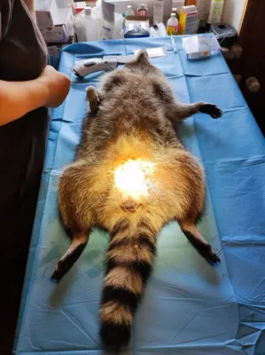 Bild: Waschbären reduzieren durch biologisches Management statt Jagd