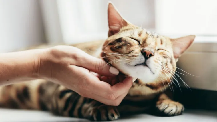 Bild: FFTIN Tierheimsponsoring - Versorgungspakete retten Tierheime