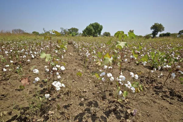 Bild: Ökologisch-faire (OFT) Baumwolle: Cotonea weltweit drittgrößter Verarbeiter